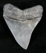 Hooked Megalodon Tooth - South Carolina #21259-2